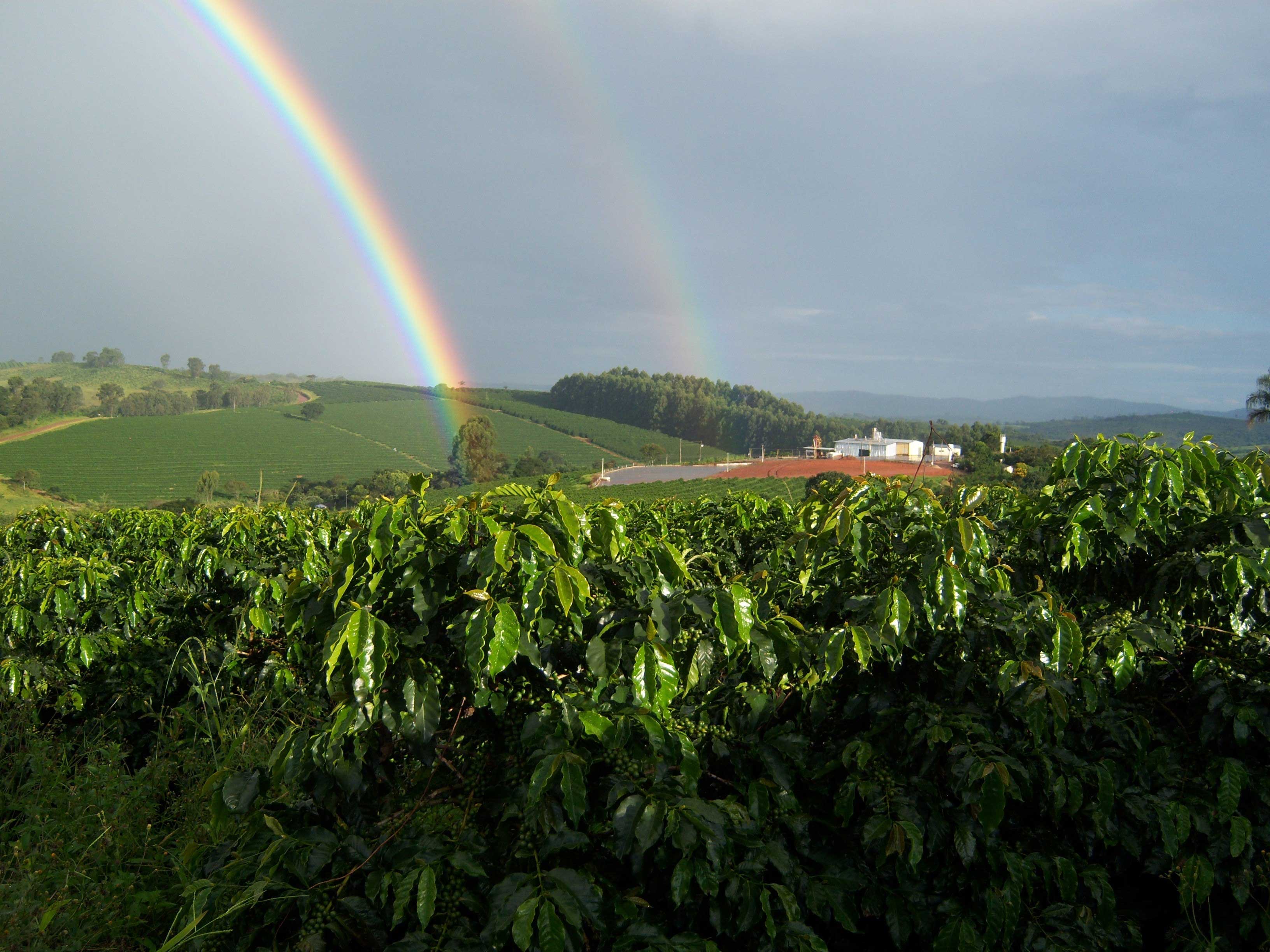 Brasil Yellow Bourbon 1kg 0