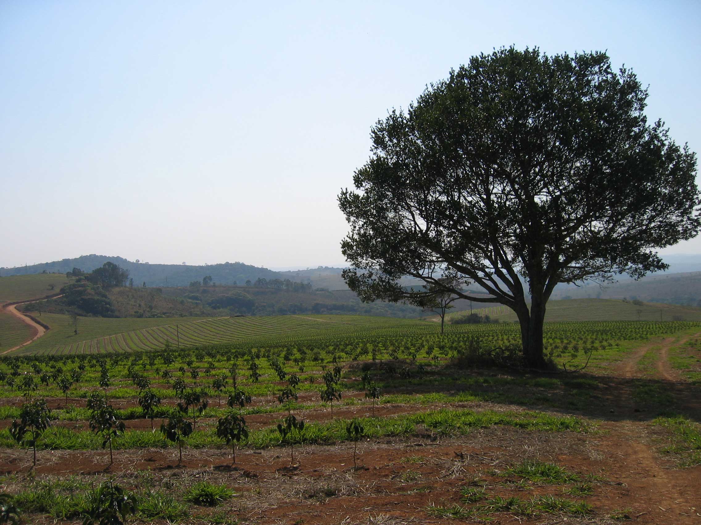 Brasil Yellow Bourbon 1kg 2