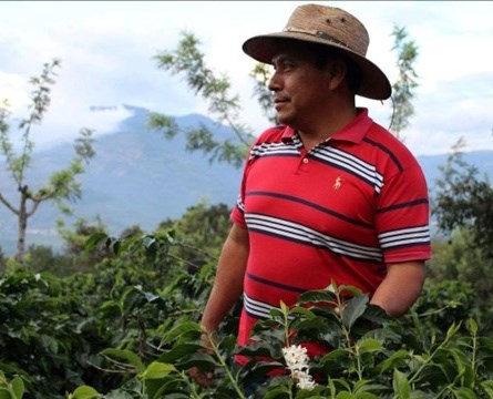 Mexico Chiapas Altura Sierra Madre - Økologisk 1 kg 0