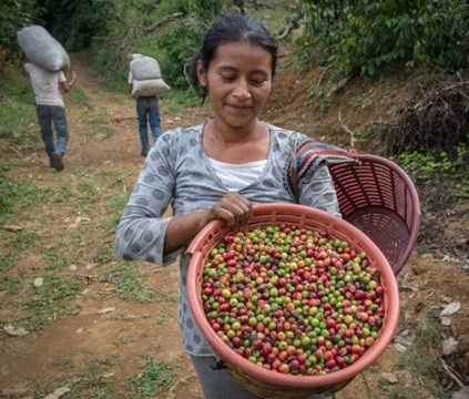 Mexico Chiapas Altura Sierra Madre - Økologisk 1 kg 1